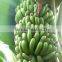 Green banana peeling machine automatic banana peeling machine
