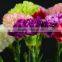 New purple crystal price fresh cut flowers carnation