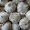 fresh garlic