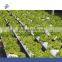 Agricultural Greenhouse Hydroponic Garden Flat System