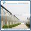 Sp-P-96-H Venlo Multi-Span Horticultural Polycarbonate sheet Greenhouse