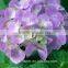 Plant Directly Export Cutting Board Bamboo Cutting Hydrangea From Yunnan, China