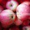Fresh Style fruit qinguan apple products fuji apples wholesale with cheap products