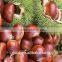 health food organic roasted chestnuts--Pure and natural fresh chestnuts