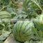 Hybrid F1 Watermelon Seeds Jia Mi No.1