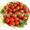 High quality Vietnam cherry tomatoes in glass jar by HAGIMEX - Best selling!