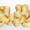 China Shandong Size 100g/150g Fresh Ginger