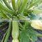 King F1 Hybrid Squash Seeds