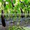 High yield anti TWV strong growth eggplant seeds hybrid eggplant seeds 707 F1