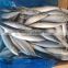 best price frozen mackerel fish