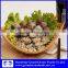 gray color frozen baby clam