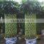 Lucky bamboo ( Dracaena Sanderiana) cage shape indoor plant 200-220cm