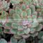 Echeveria Polidonis decorative plants echeveria, succulent plants, tropical plants