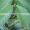 Psidium Leaf