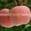 20 KG/CTN 1155 CTNS/FCL (40 FT RH)High Quality Chinese Fresh Red Apple