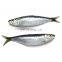 frozen sardine fish Sardinella Longiceps for bait and canning