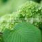 Wide variety unique decoration flowers hydrangeas