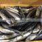 Good Quality Pacific Mackerel on Sale