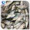 China Supplier Frozen Seafood Fish Indian Mackerel