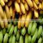 GOOD QUALITY PREMIUM FRESH GREEN BANANA
