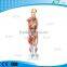 XC-334 80 cm human male muscle anatomy model