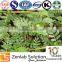Tribulus Terrestris Extract Tribulus 100% Natural Sexual improvement