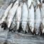 Newly Frozen Pacific Mackerel 6-8pcs/kg for sales