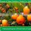 Baby Mandarin Orange / Nanfeng Orange /Fresh Mandarin Orange