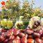 Wholesale Dried Chestnuts for sale