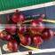 Fresh yellow onion exporters in Egypt