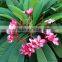 Ornamental Red flower Plumeria rubra