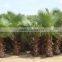 Washingtonia filiferaLinden.Wendland of outdoor ornamental decrotive landscaping palm trees plants
