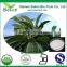 High Quality Loquat Leaf Extract Powder