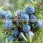 Dehydrator food Juniper beads Molasses