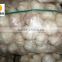 Hot sale dried white garlic supplier