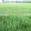 Amino Acid Organic Fertilizer Raw Material