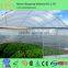 Easy Assemble Modular Retractable Sunlight Vegetable Strawberry Cucumber Single Span Tunnel Greenhouse
