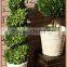 Boxwood spiral boxwood sphere preserved topiary
