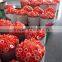 wholesale professional produce line ptft thread tape