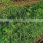 DILL SEED EXTRACT