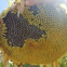 361 type hybrid sunflower seeds for planting