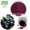 Chokeberry Extract Chokeberry Extract Chokeberry Fruit Powder