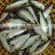 frozen sardine for tuna bait 110 pcs