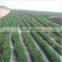 Agriculture PP Fabric Weed Control Mulch Film