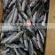 Frozen bonito fish ( Auxis thazard) for fish bait