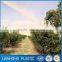 agricultural insect net/anti hail net mesh