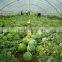 Hot Sale Greenhouse Film for Fruit