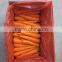 China Bulk Fresh carrot for sale