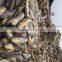 Yellow Croaker Supplier