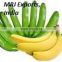 Cavendish Banana Variety and Tropical&Sub-Tropical Fruit Product Type Fresh Green Cavendish banana